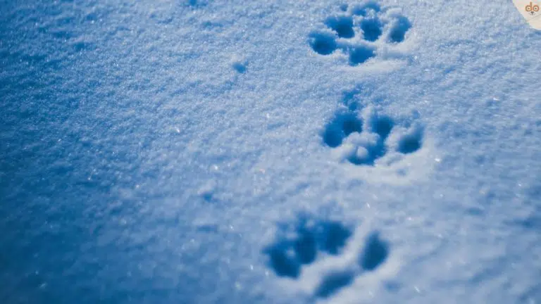 Spuren im Schnee von Hundepfoten