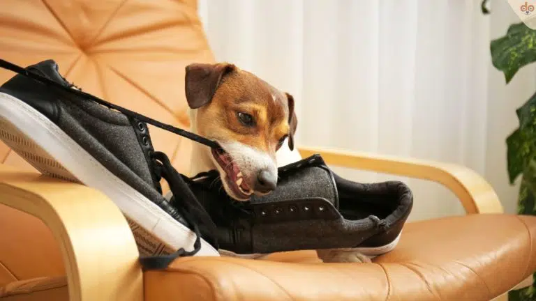 Hund kaut Schuhe auf Sofa