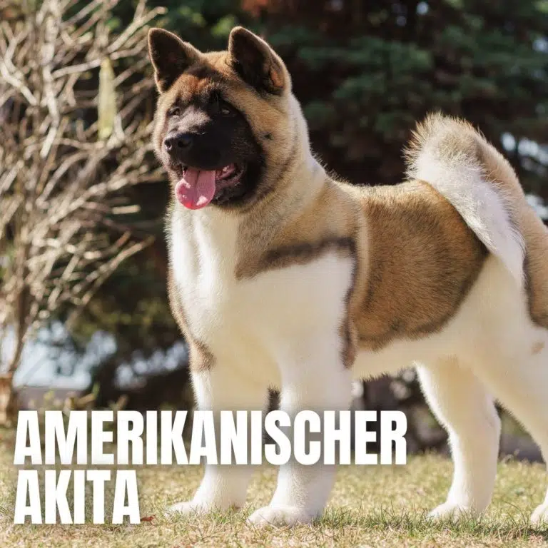 Amerikanischer Akita