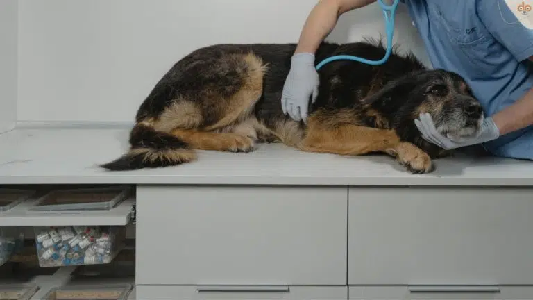 Alter Hund wird beim Tierarzt kontrolliert