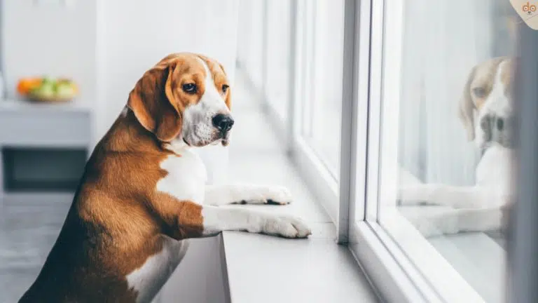 Hund Beagle wartet in Zimmer an Fenster alleine