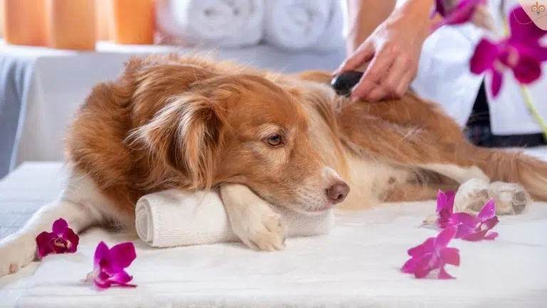 Hund bekommt Hot Stone Massage