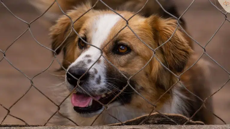 Hund Tierschutz, hinter Gitter