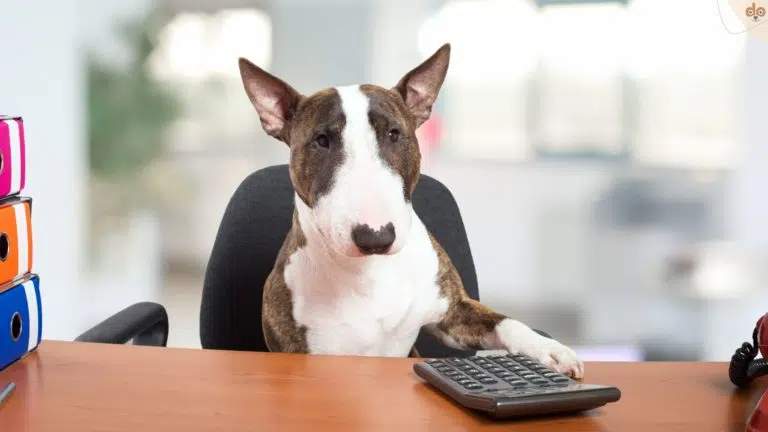 Hund hinter Schreibtisch mit Pfote bei Taschenrechner