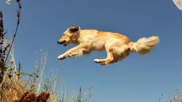 Hund springt über Teich, in der Luft