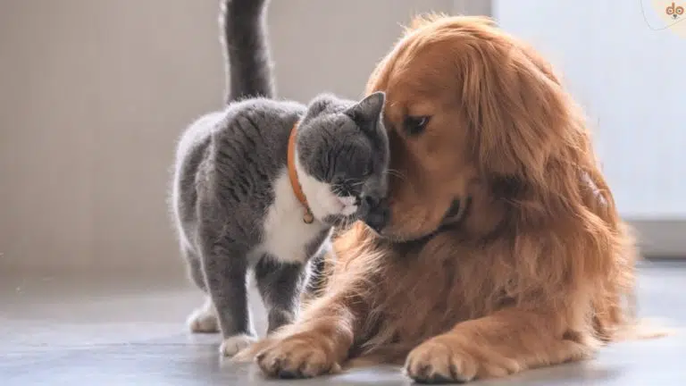 Hunde und Katzen können Freunde sein. Hund an Katze gewöhnen