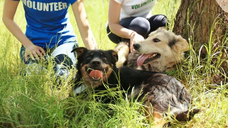 Hunde von Volunteer gerettet im Ausland