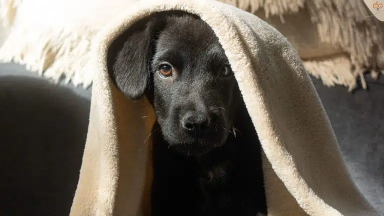 Junger Hund schaut unter Decke hervor