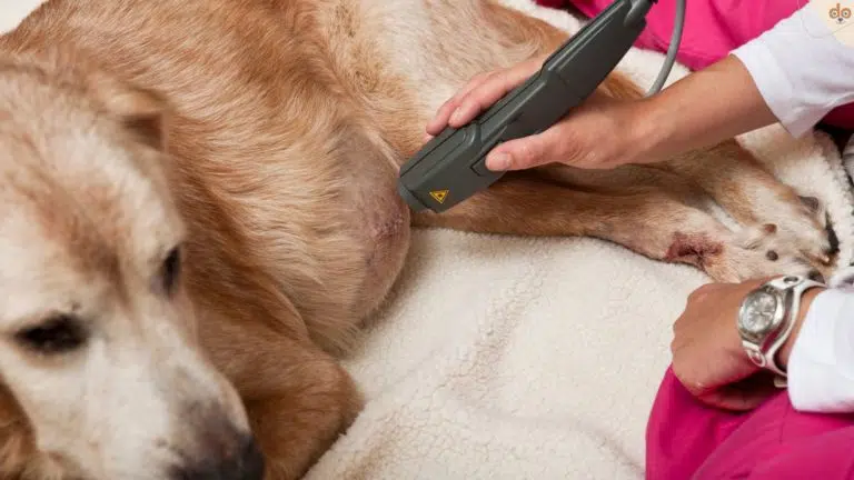 Laser Therapie bei altem Hund