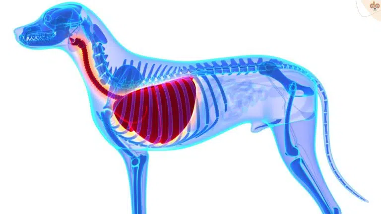 Rlntgenbild eines Hundes mit Fokus Lunge
