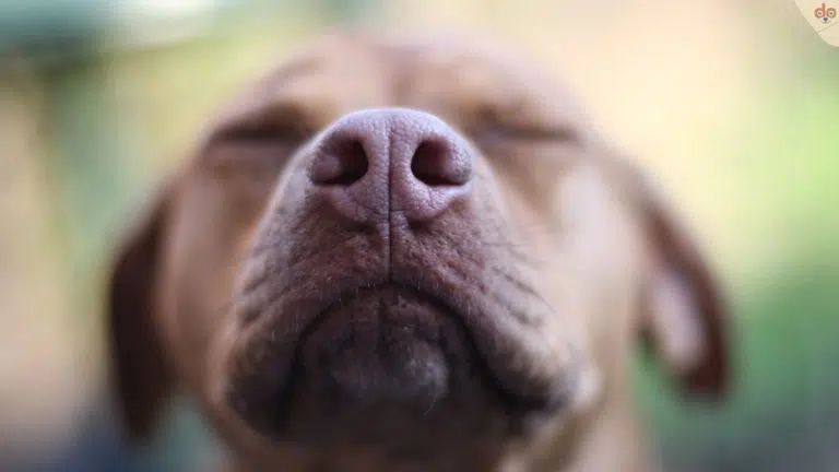 Hund intensiv am schnuppern mit Nase
