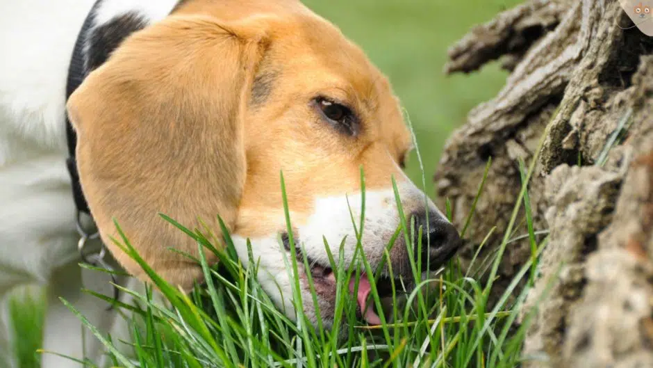 beagle-frisst-etwas-wad-gras-boden