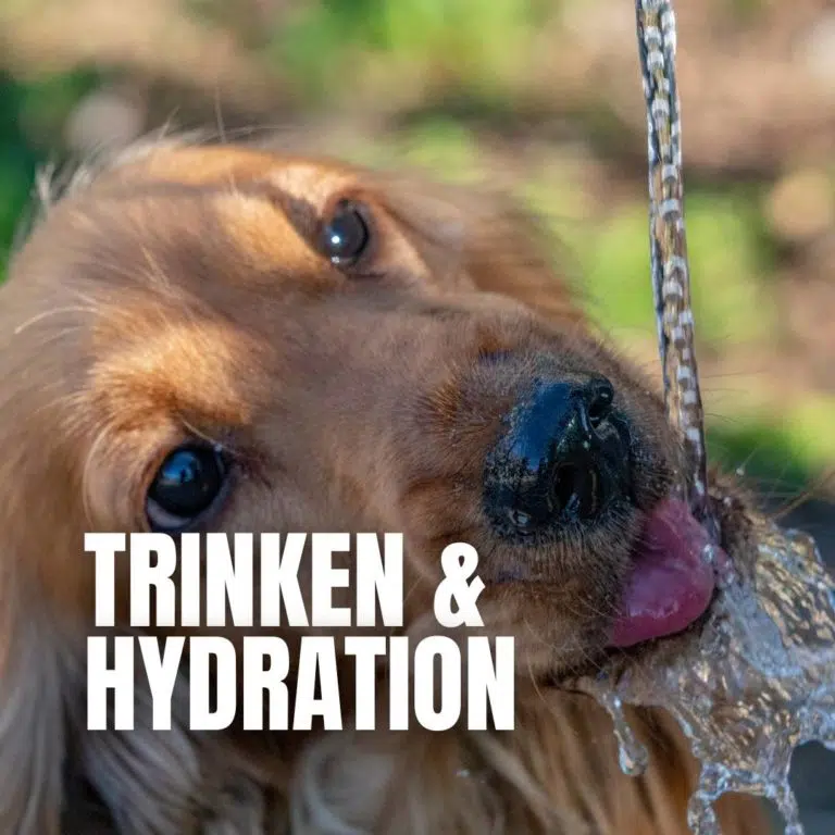 Trinken & Hydration : 
