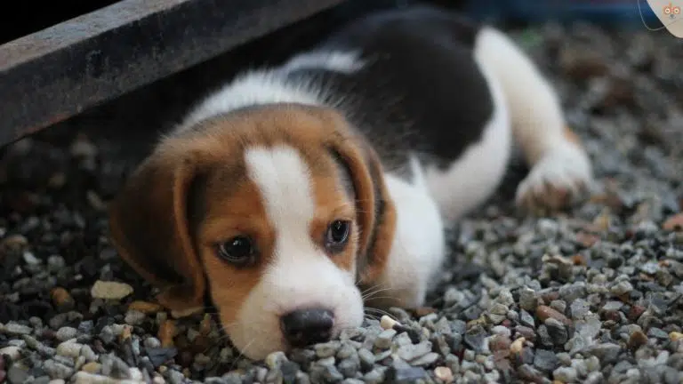 beagle-welpen-liegt-im-kies