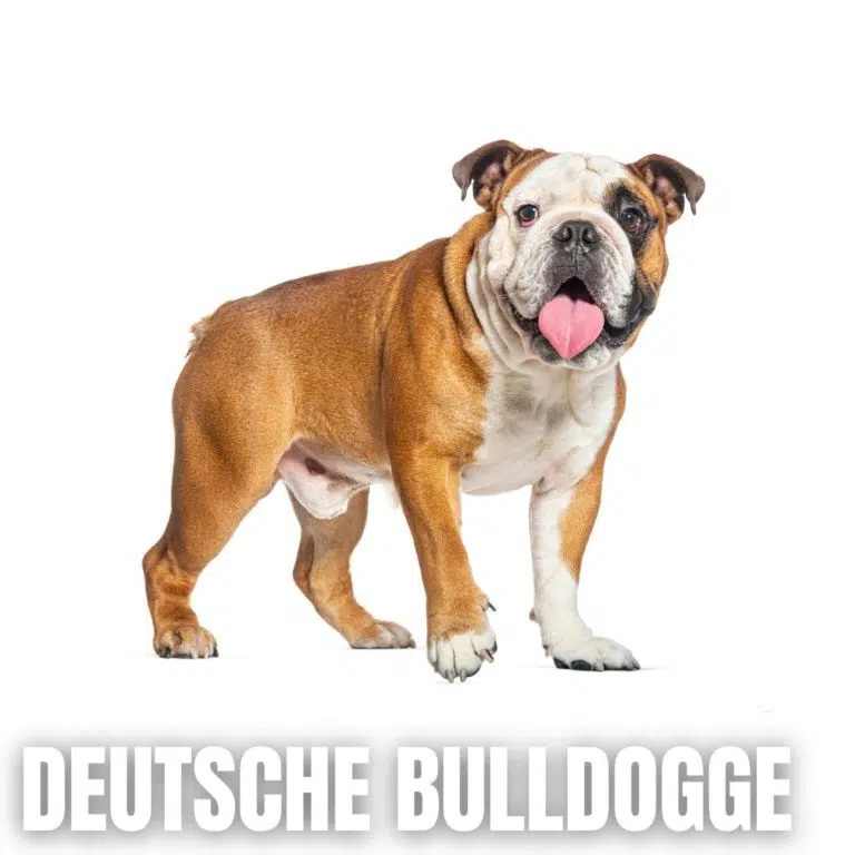 Englische Bulldogge