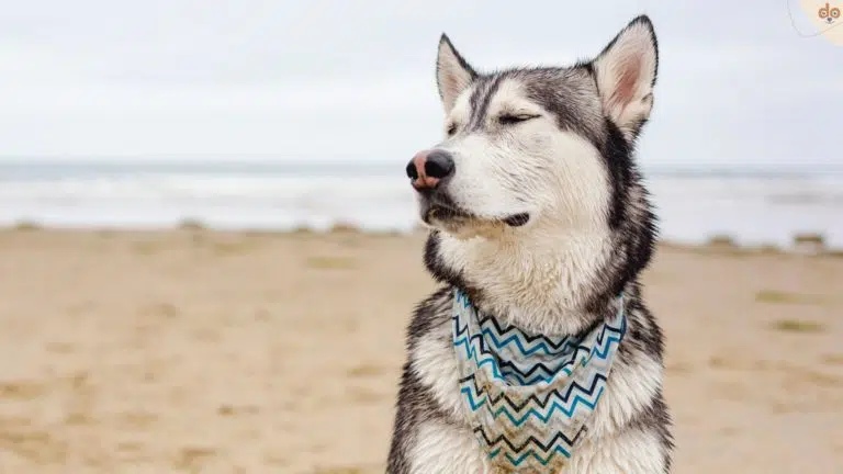 Entspannter Husky mit Halstuch am Strand, Frustrationstoleranz
