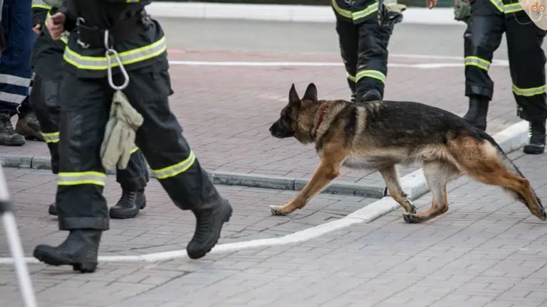 Rettungshund Schäferhund beim Einsatz von Feuerwehr oder Polizei