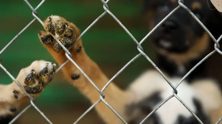 Problemhunde im Tierheim hinter Gittern