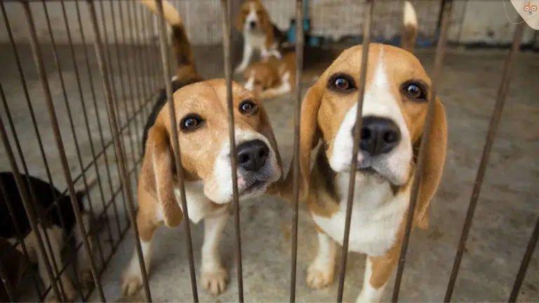 Beagle in Gefangenschaft