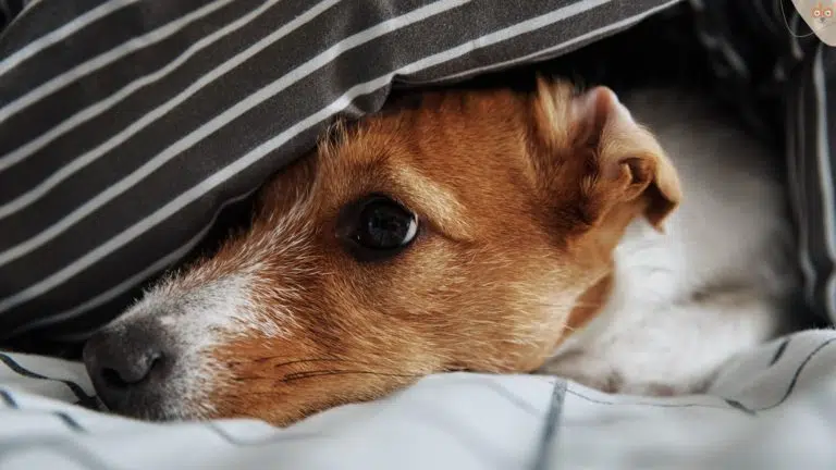Hund unter Bettdecke leidet an Morgenübelkeit