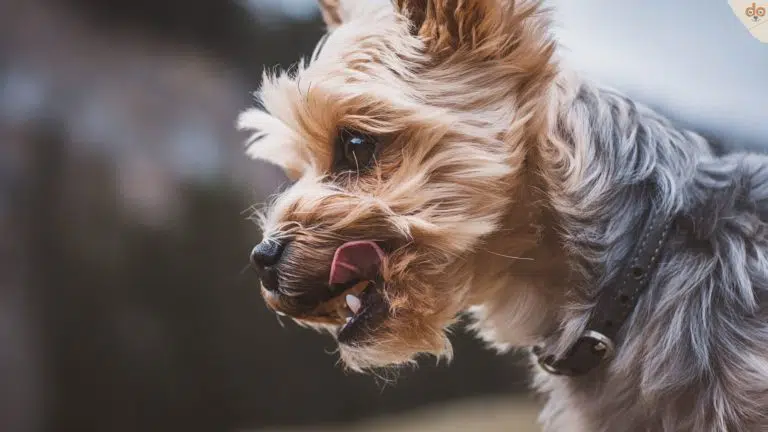 Schluckauf bei Hunden, Nahaufnahme von Hundekopf mit Schnauze und Zunge