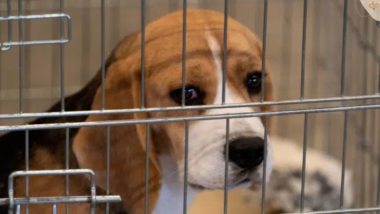 Beagle Welpe hinter Gitter