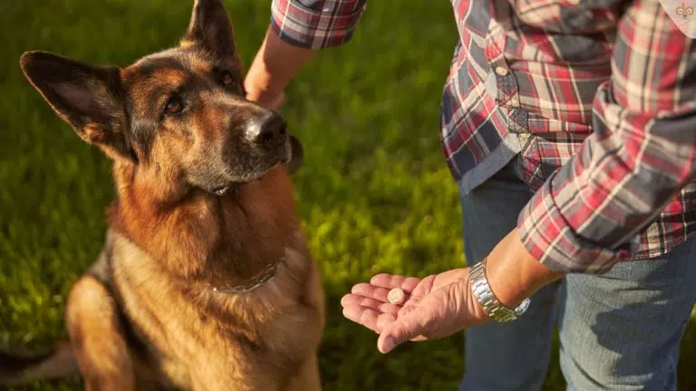Deutscher Schäferhund, Mann mit kariertem Hemd hält Pille in der Hand, Psychopharmaka für Hunde