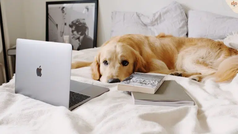 Tier-Tipps online, Golden Retriever liegt vor Laptop auf Bett