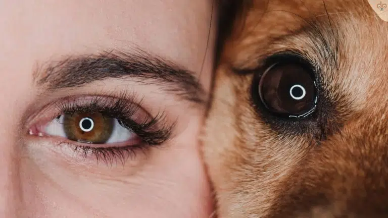 Menschliches und hündisches Auge, das Sehvermögen von Hunden